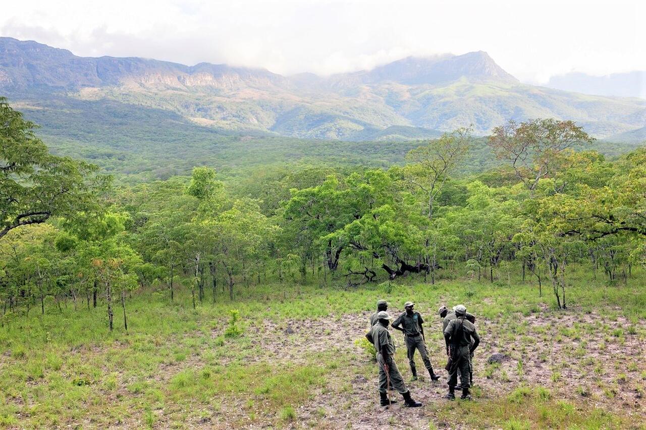 Mais de 200 mil hectares de florestas destruídos no ano passado