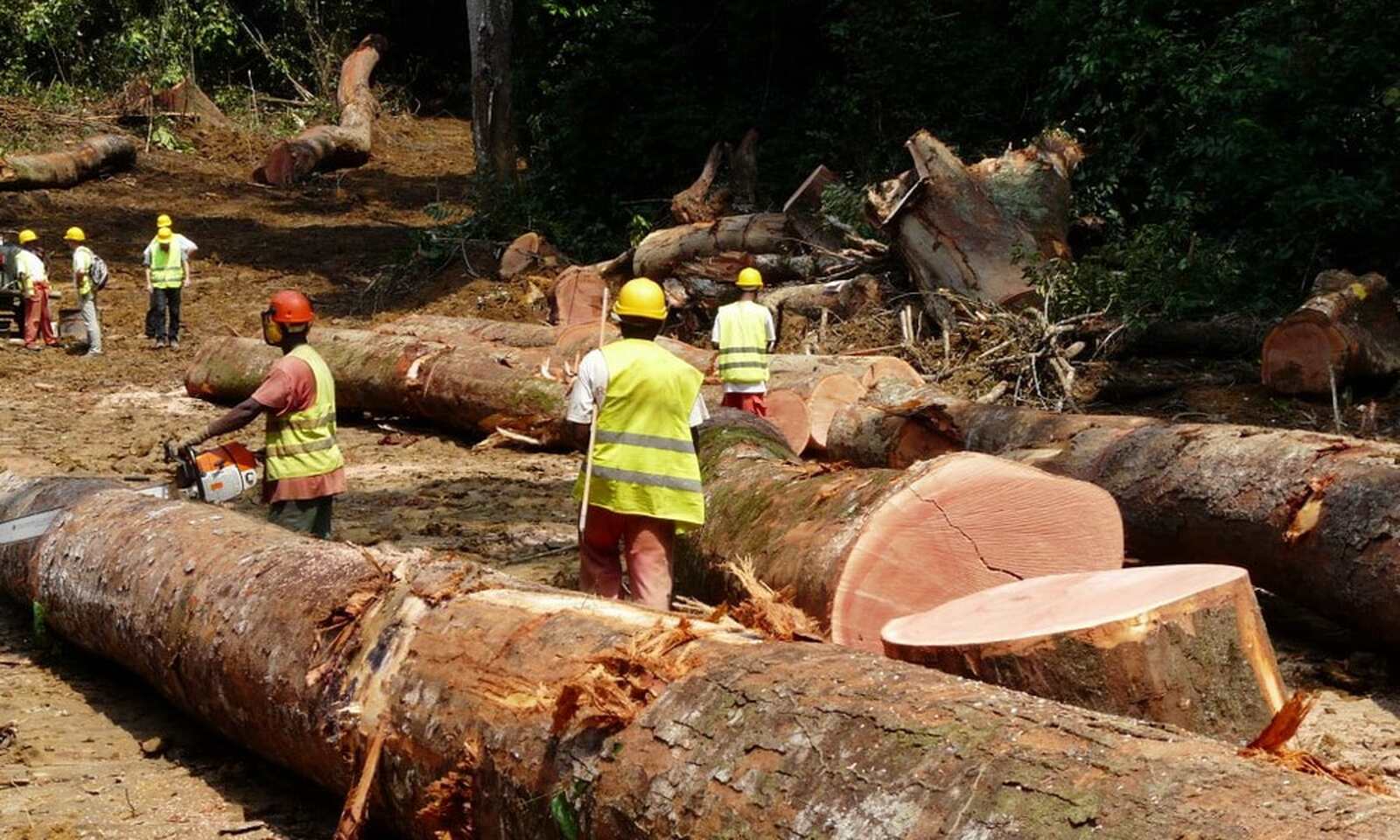 Governo autoriza 16 empresas a exportar madeira nativa na campanha 2026