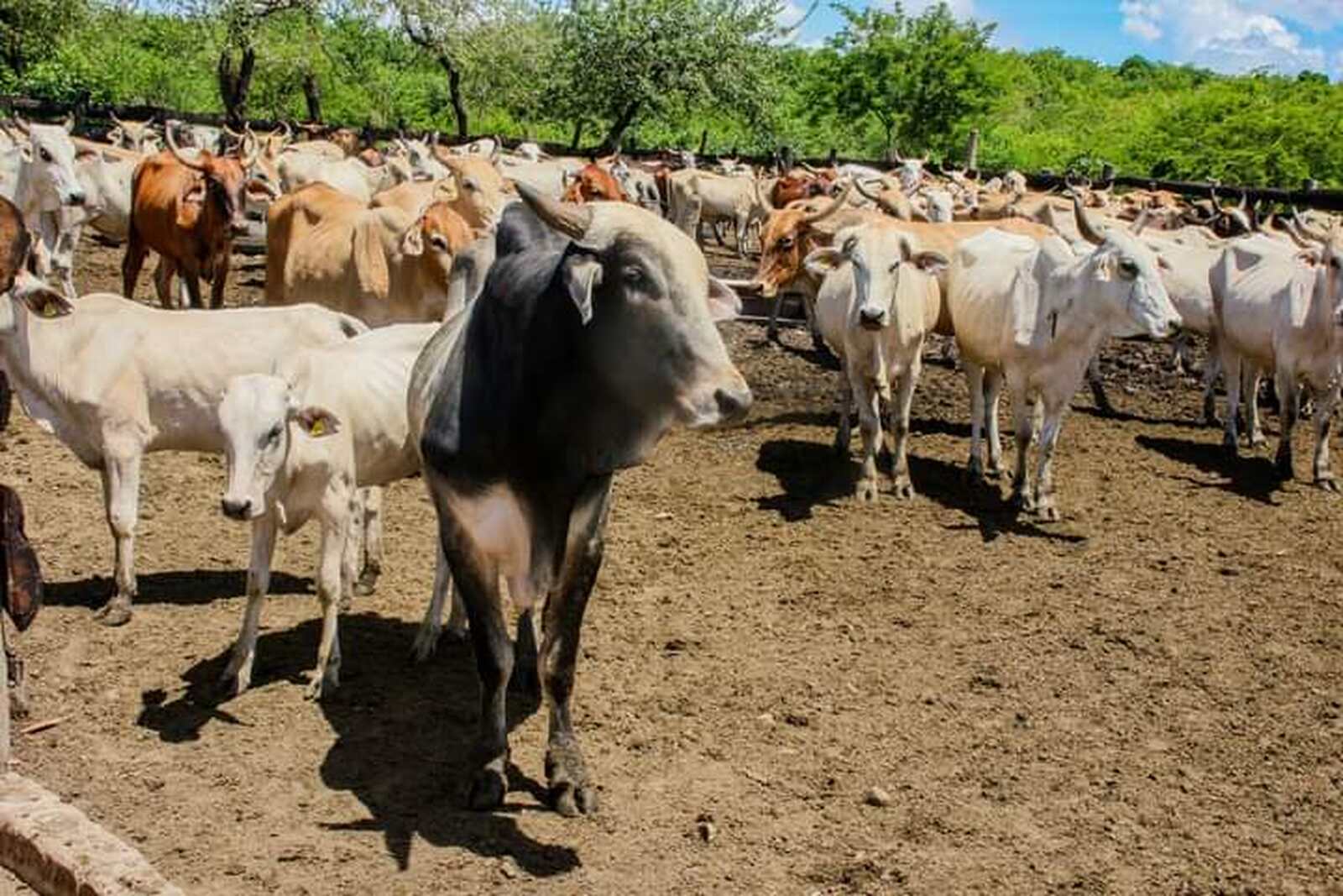Moçambique perde 25 mil bovinos devido a doenças após um ano sem vacinação