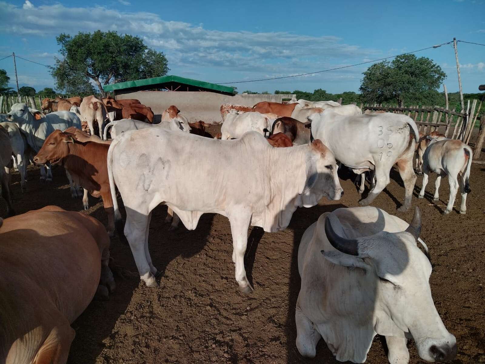 Autoridades declaram Maputo livre da febre aftosa após a morte de mais de 200 bovinos