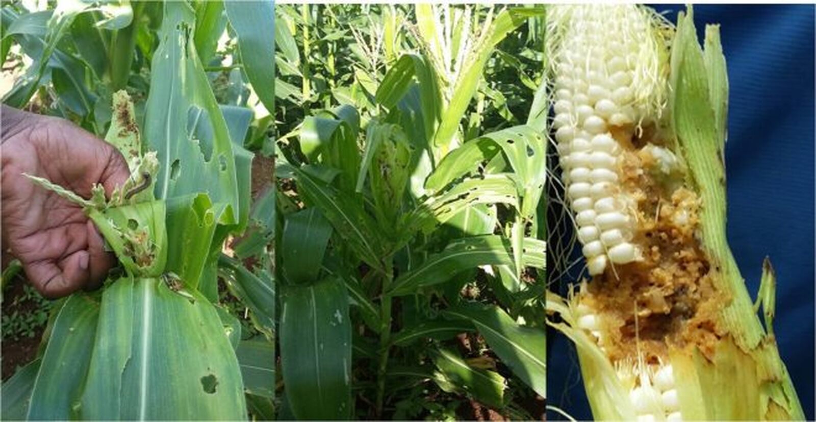 Moçambique enfrenta mais crise agrícola com a lagarta invasora a afectar mais de 58 mil hectares
