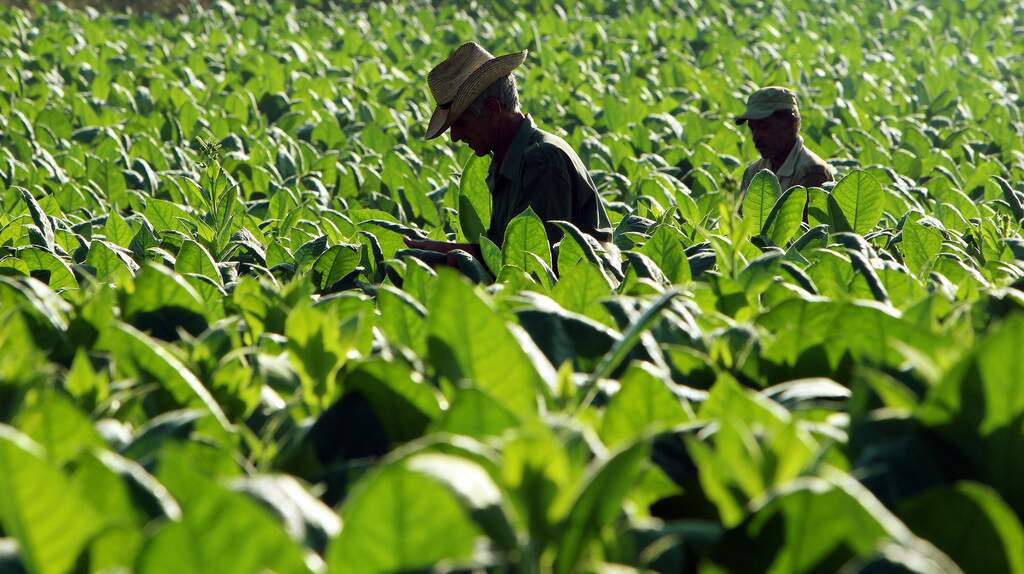 Moçambique arrecadou 225 milhões de dólares em exportação de tabaco num ano