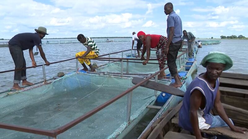 Aquacultura melhora condições de vida no Niassa