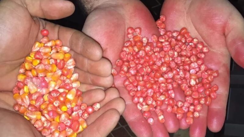 Acordo com Países Baixos apoiam fortalecimento do sector de sementes