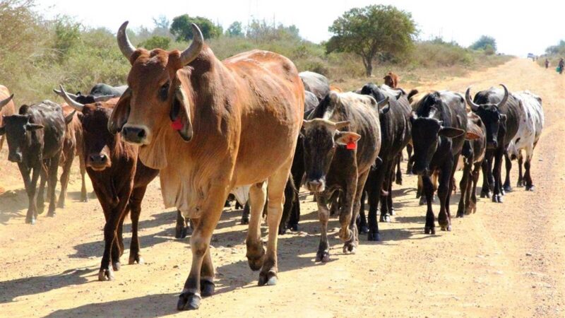 Moçambique volta a exportar gado bovino para o mercado internacional