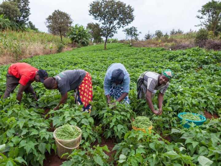 Niassa prevê incremento em 6% da produção