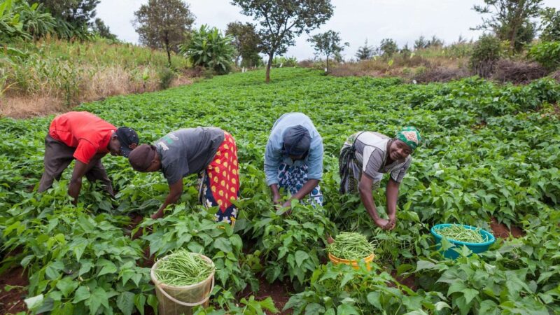 Niassa prevê incremento em 6% da produção