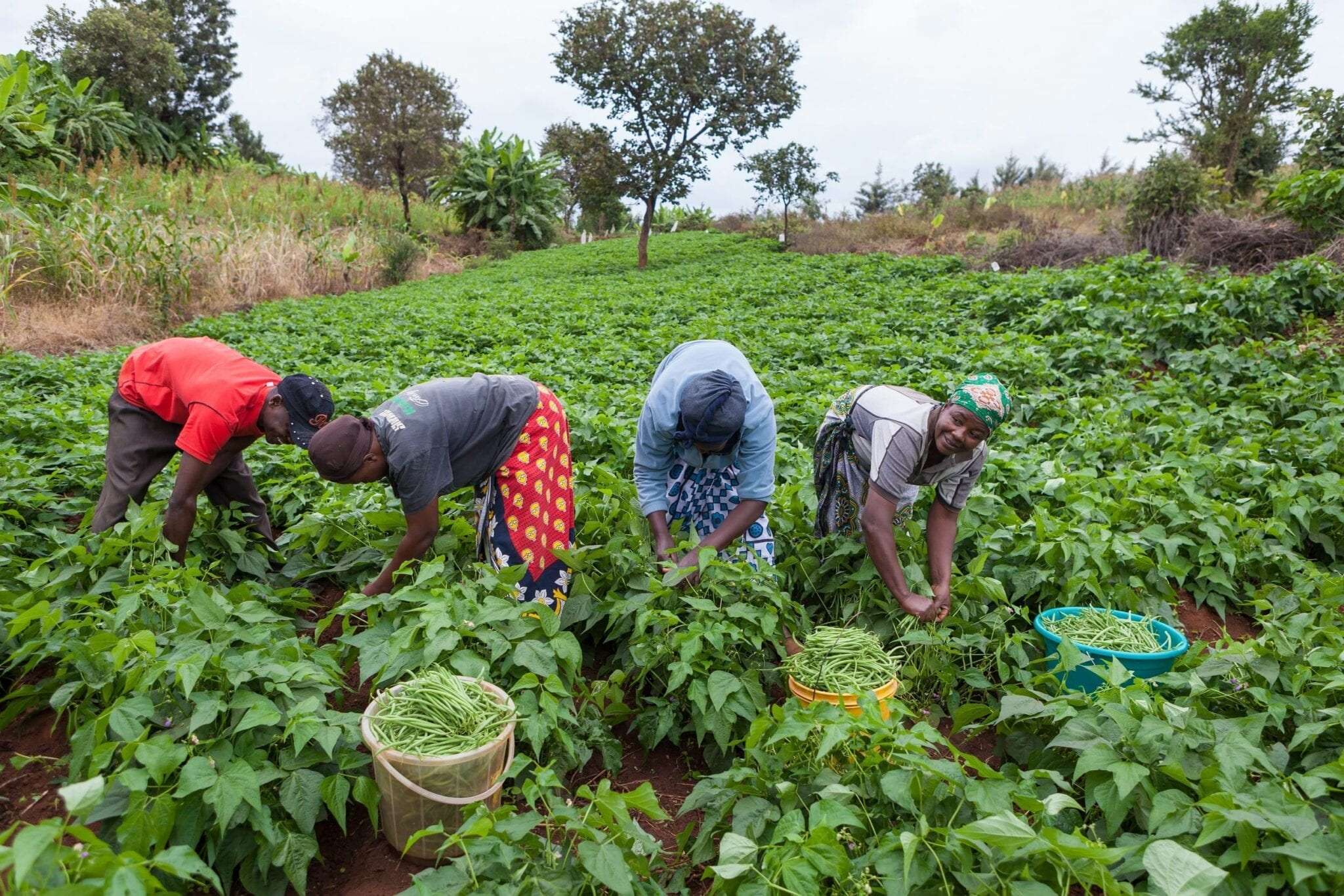 Niassa prevê incremento em 6% da produção