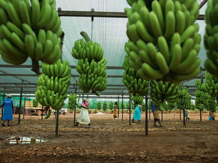 Estradas degradadas condicionam negócio de banana em Moamba e Namaacha