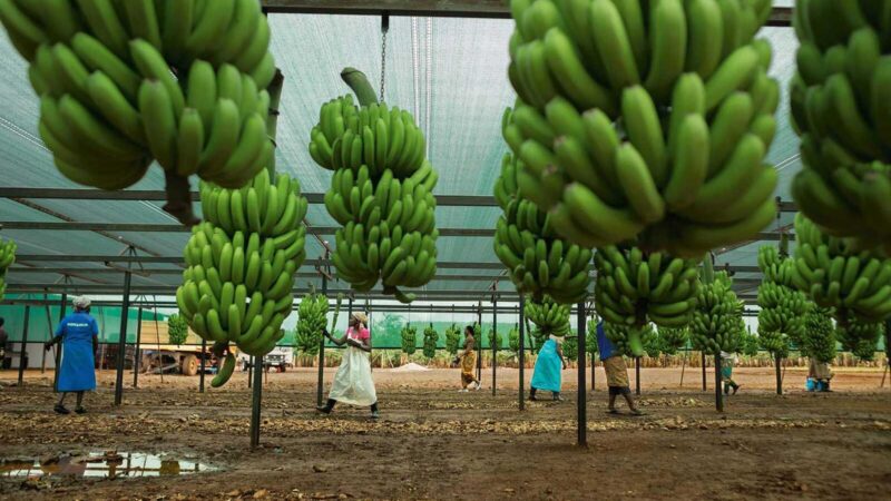 Estradas degradadas condicionam negócio de banana em Moamba e Namaacha