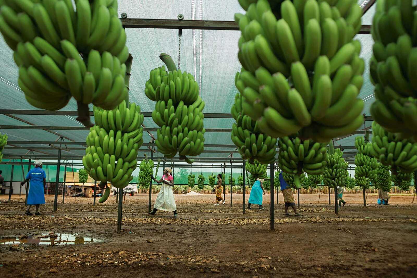 Estradas degradadas condicionam negócio de banana em Moamba e Namaacha