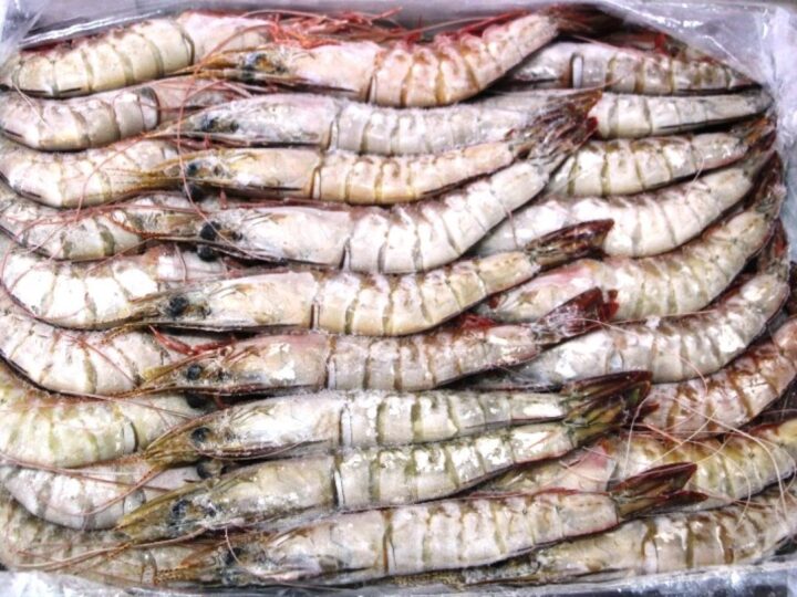 Pesca ilegal e destruição de mangais ameaçam camarão em Sofala