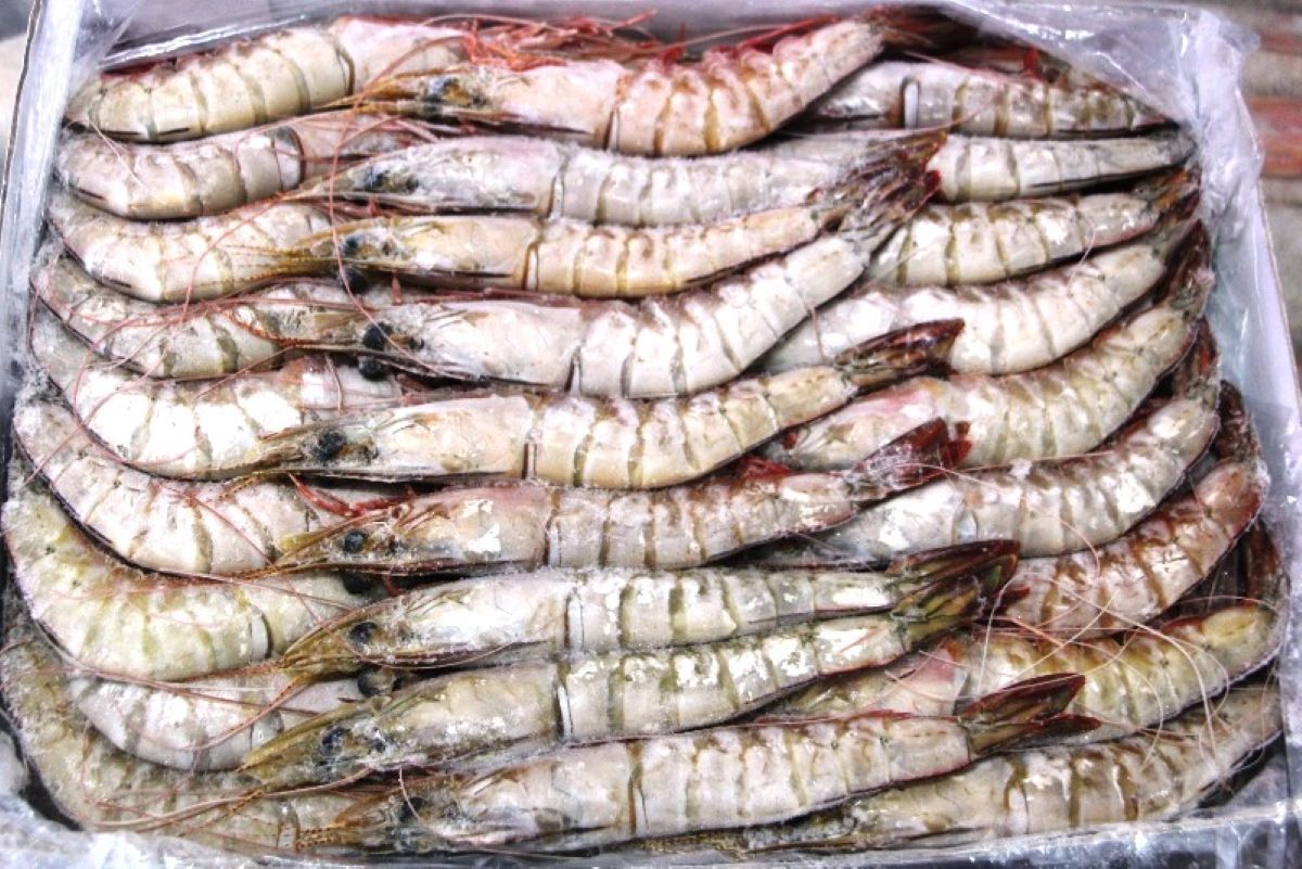 Pesca ilegal e destruição de mangais ameaçam camarão em Sofala